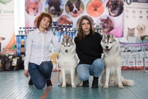 Новости питомника Ice Fantasy. Купить щенка Вельш-корги-кардиган в семейном питомнике — Ice Fantasy