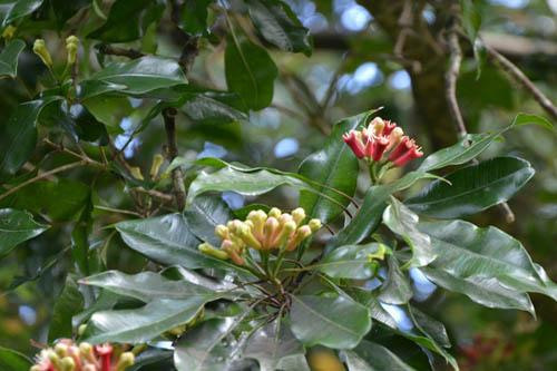 Эфирное масло Гвоздика/Clove. VDAO.RU — исцеляющие практики