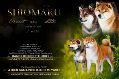 LITTERS. SHIOMARU Shiba and Akita Inu Kennel