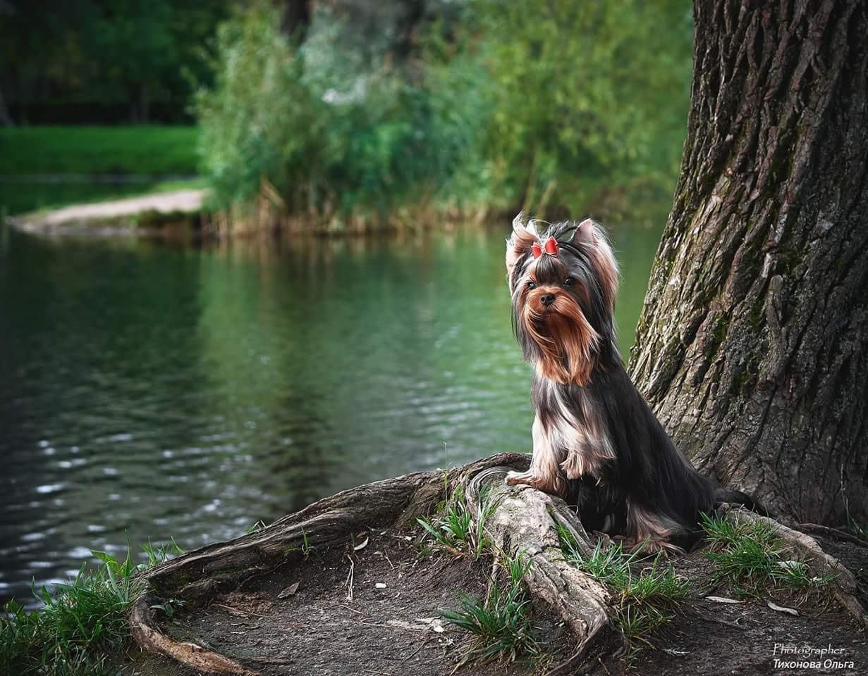 Дэнстайл Санта Лучия. Питомник Йоркширских терьеров Дэнстайл в Санкт-Петербурге заводчик Тих