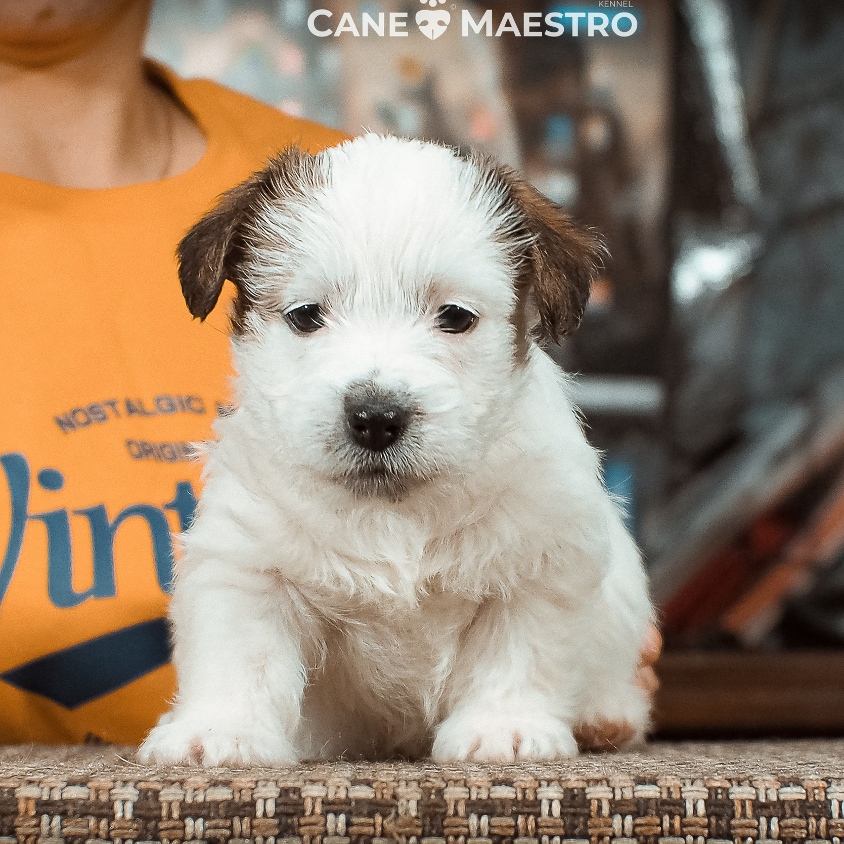 LITTER «Б» 21/12/2025. CANE MAESTRO — kennel Jack Russell Terrier