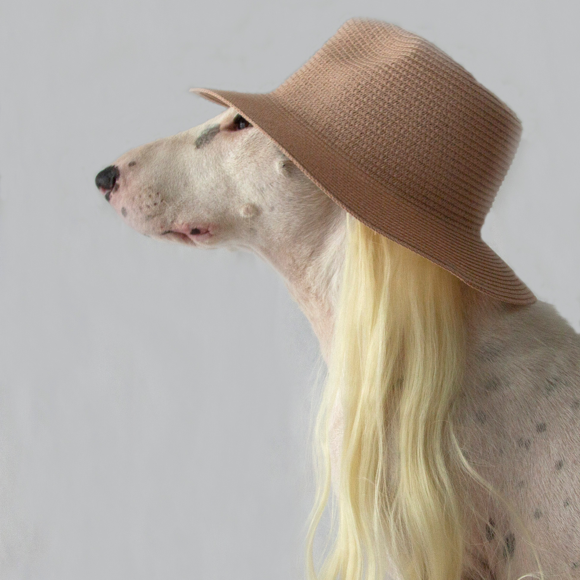 The Story Of One Dog. Personal experience in adapting a dog from a shelter