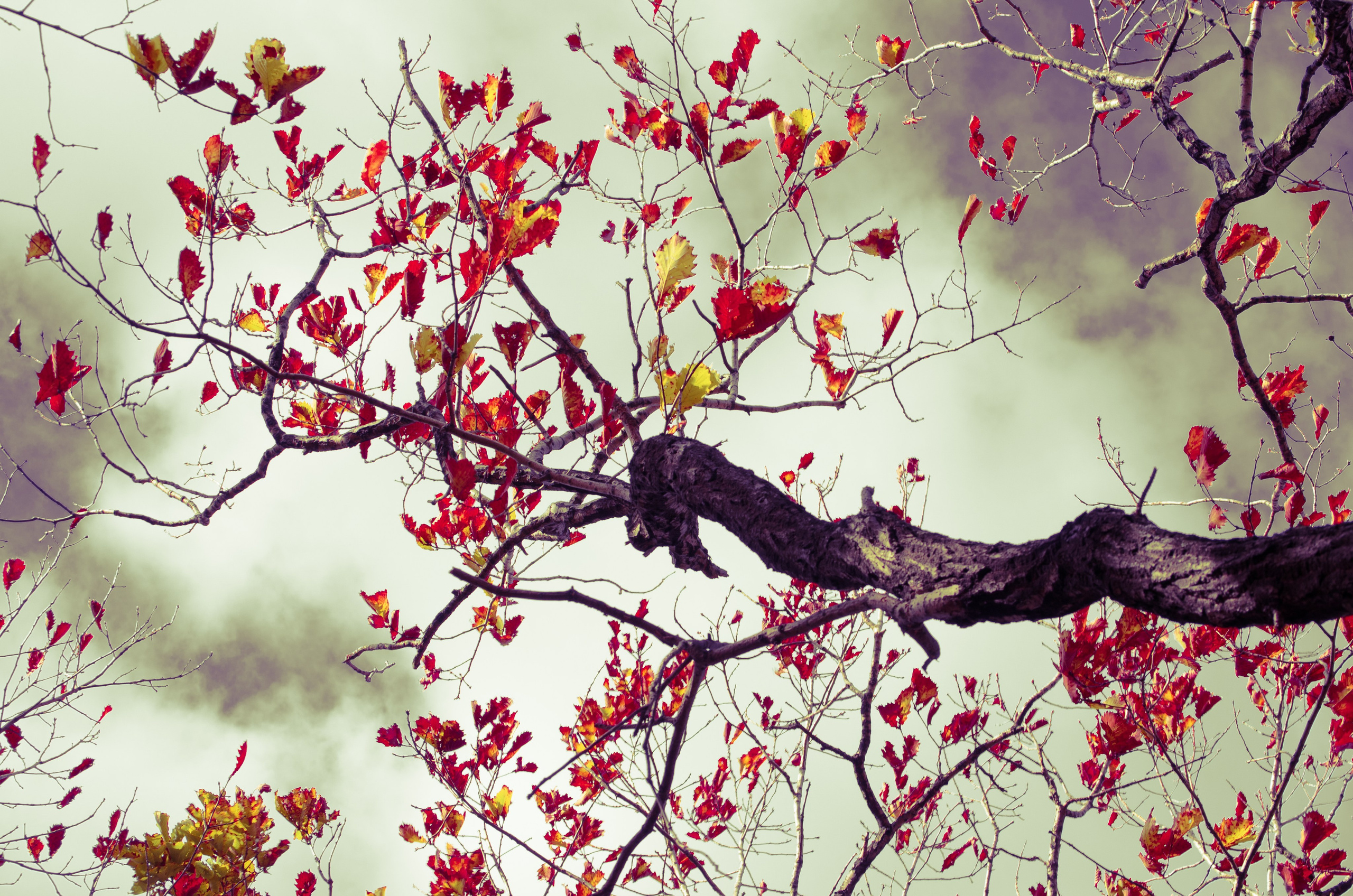 фото проект, фотограф, фотография, обложка для книги, обложка, цвет, цветная фотография, исследование цвета, современное искусство, искусство фотографии, художественная фотография, сюрреализм, art, artist, photo, photographer, photo project, art photography, cover, visual art, picture, color, surrealism