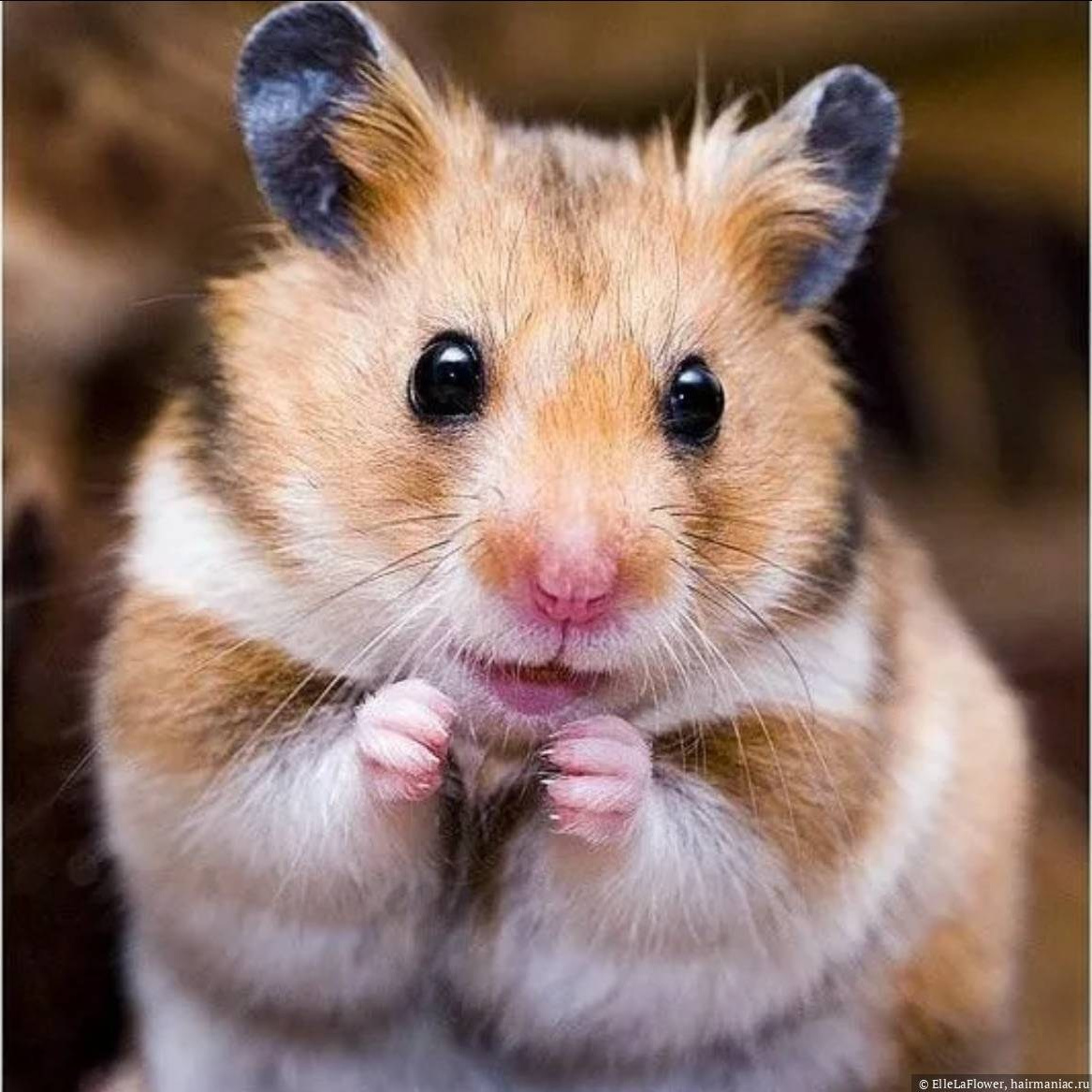 Свадебный фотограф морских свинок в Москве