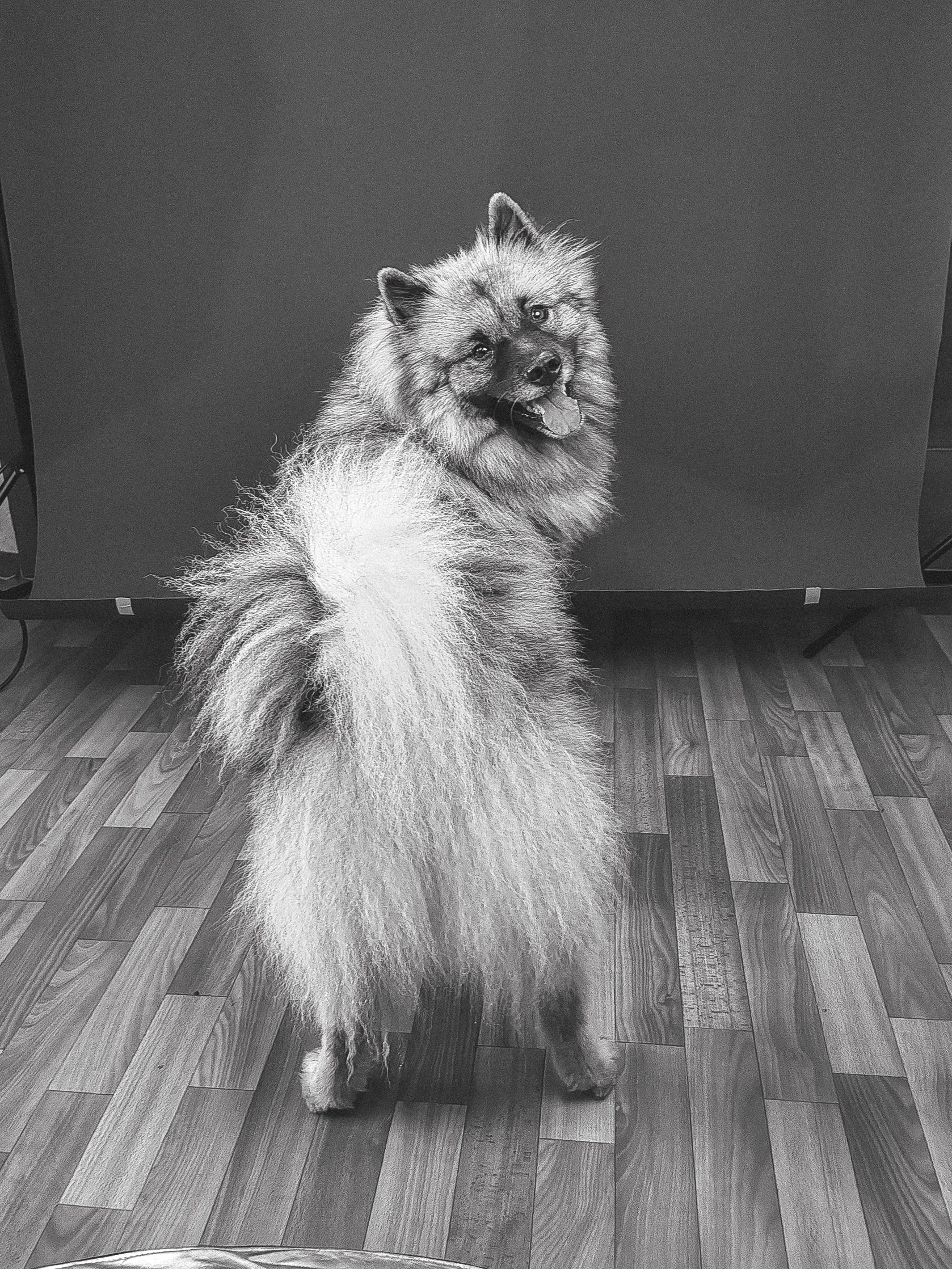 Фотосессия собаки в студии на фонах. Фотограф собак в Москве и Московской области Иванушкина Мария