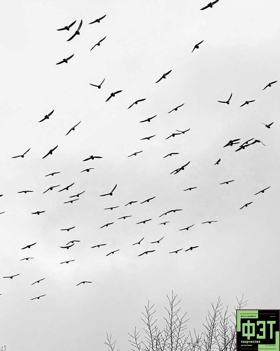 Альбом 23.11.25. ФЭТ