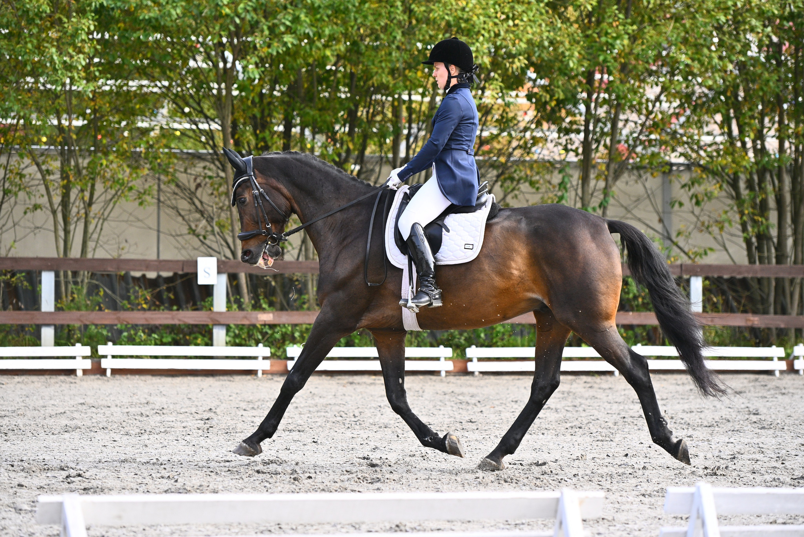 2025.09.21 — Кск Престиж, выездка. ТУРНИРНАЯ КОННАЯ ФОТОГРАФИЯ, Руднева Ольга и Евгений Адеев