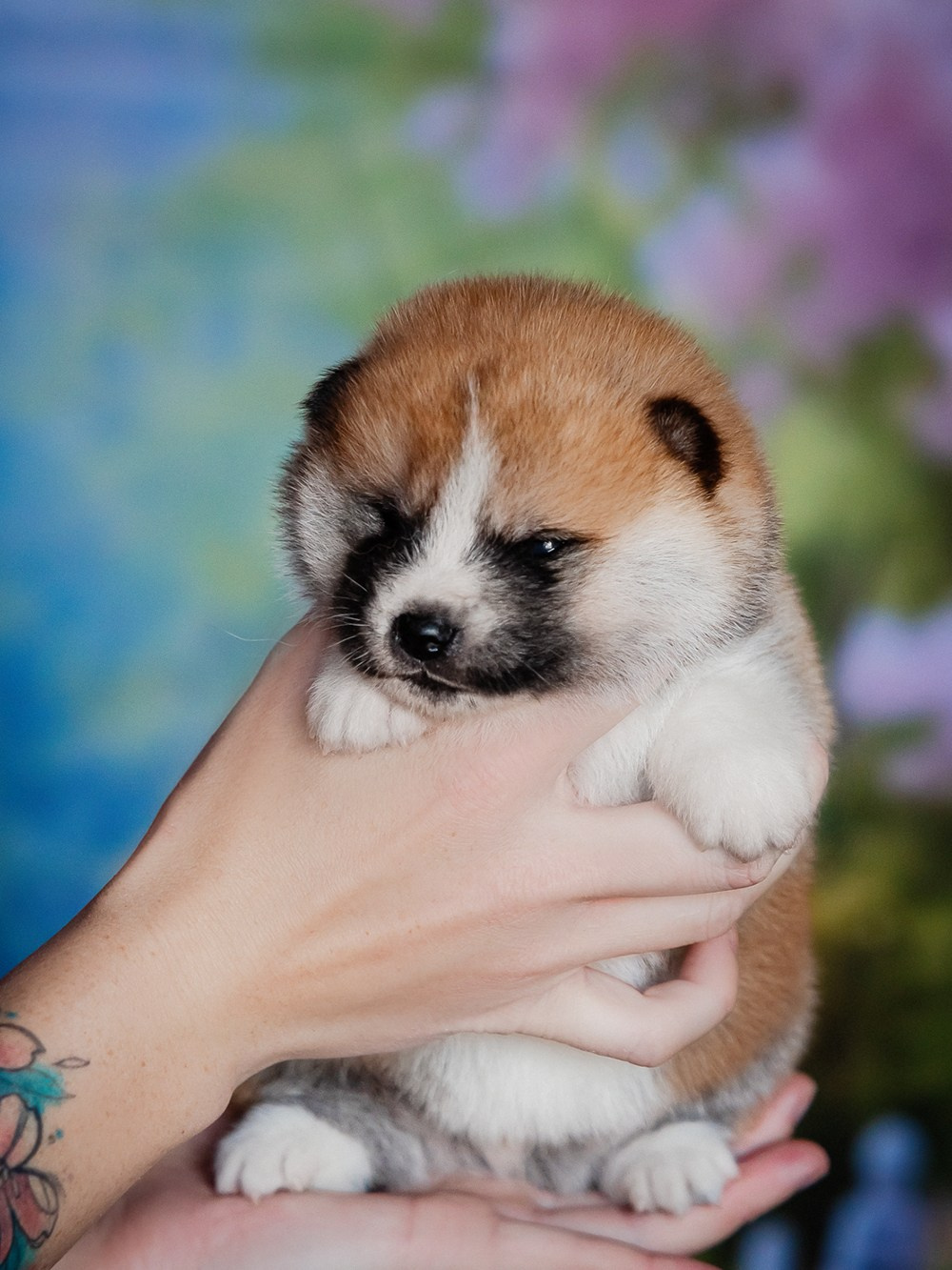 ЩЕНКИ АКИТА. Kawaii Kuma питомник собак пород Корги пемброк, Акита ину, Сиба