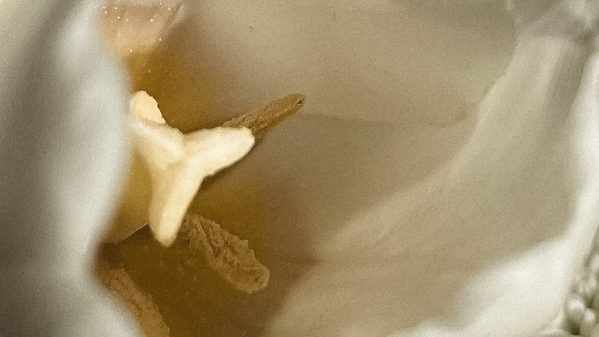 УСЛУГИ. Nuga_visual