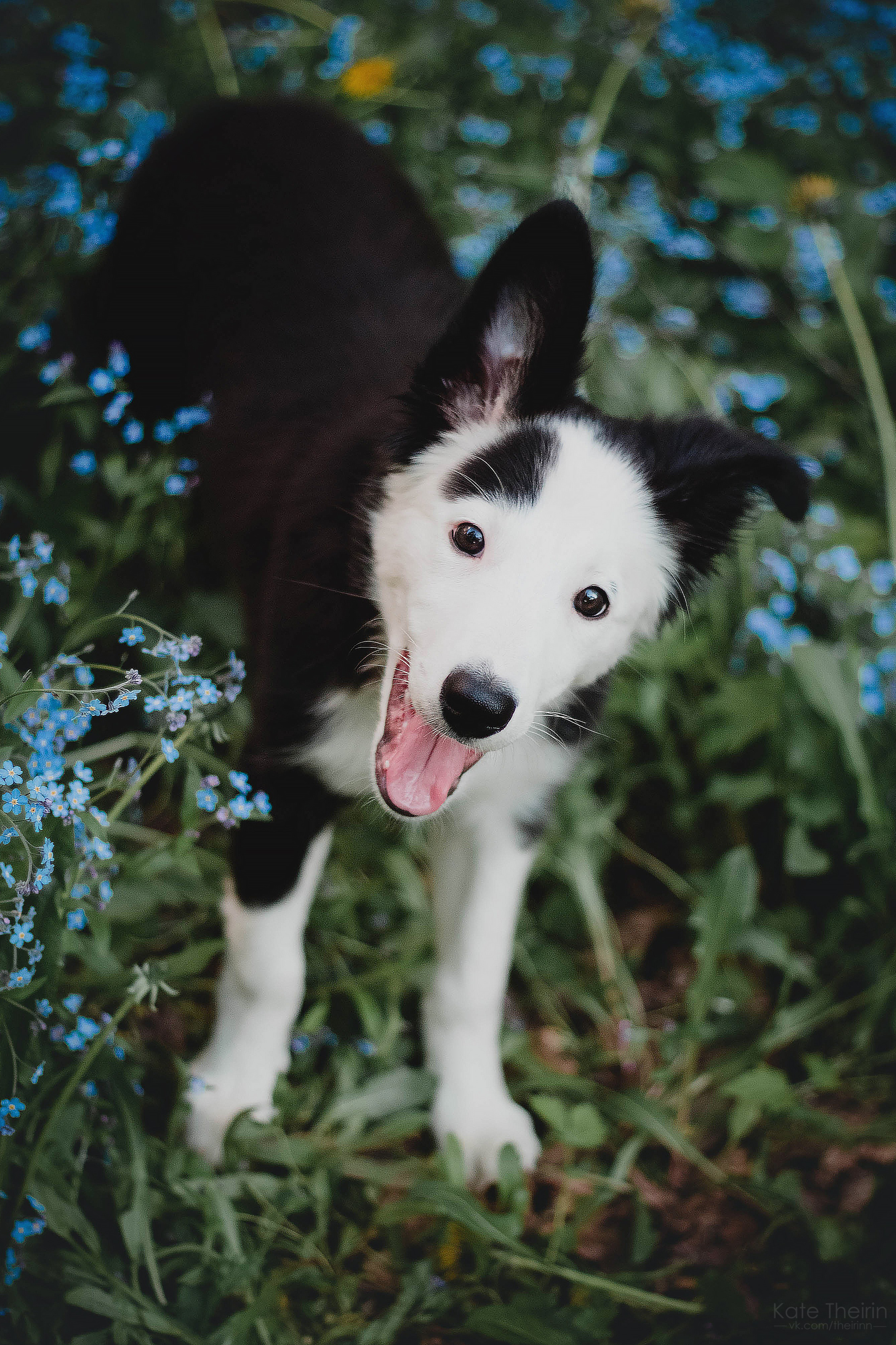 Екатерина Справцева фотограф анималист - стоимость. Фотограф Анималист Екатерина Справцева в Нижнем Новгороде