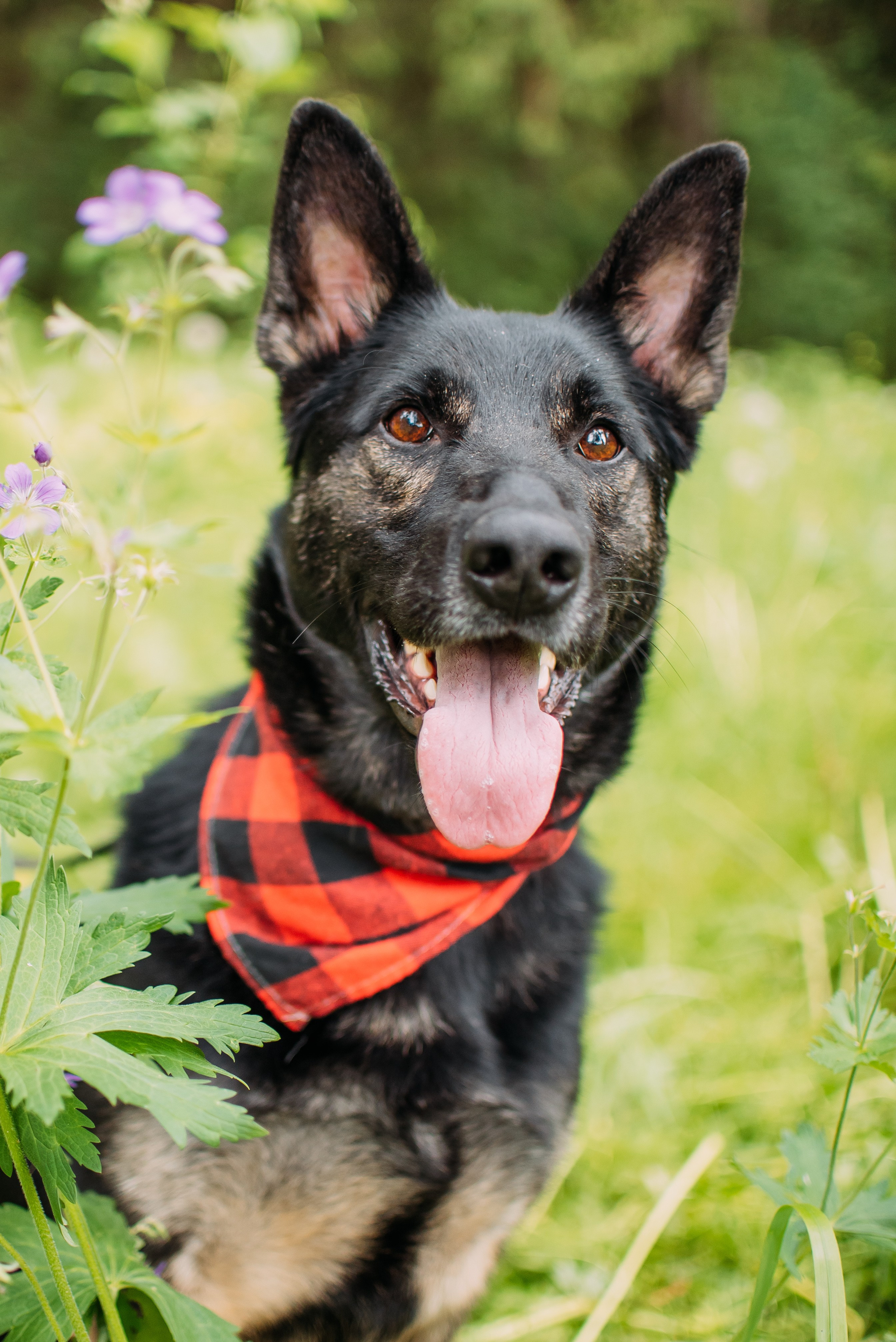 Животные на пристройство. Фотограф-анималист Валерия, Москва, Мытищи