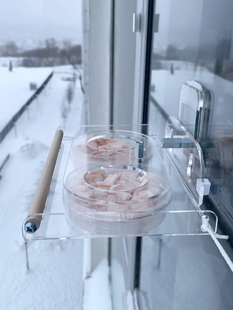Съемка птиц на кормушке. Кормушки для птиц на окно Чирик-Чирик