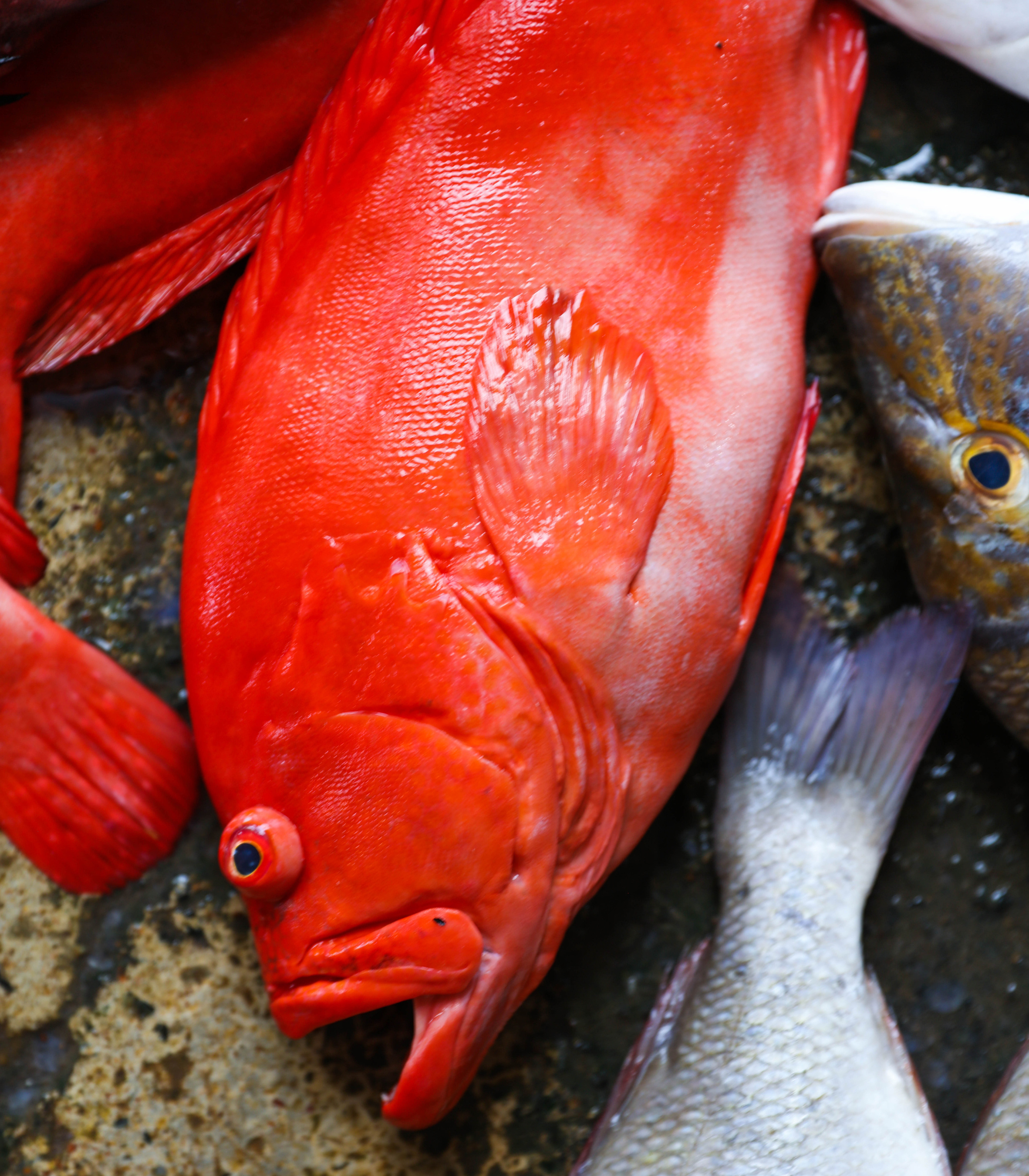 2019 — Шри Ланка. OneSnap