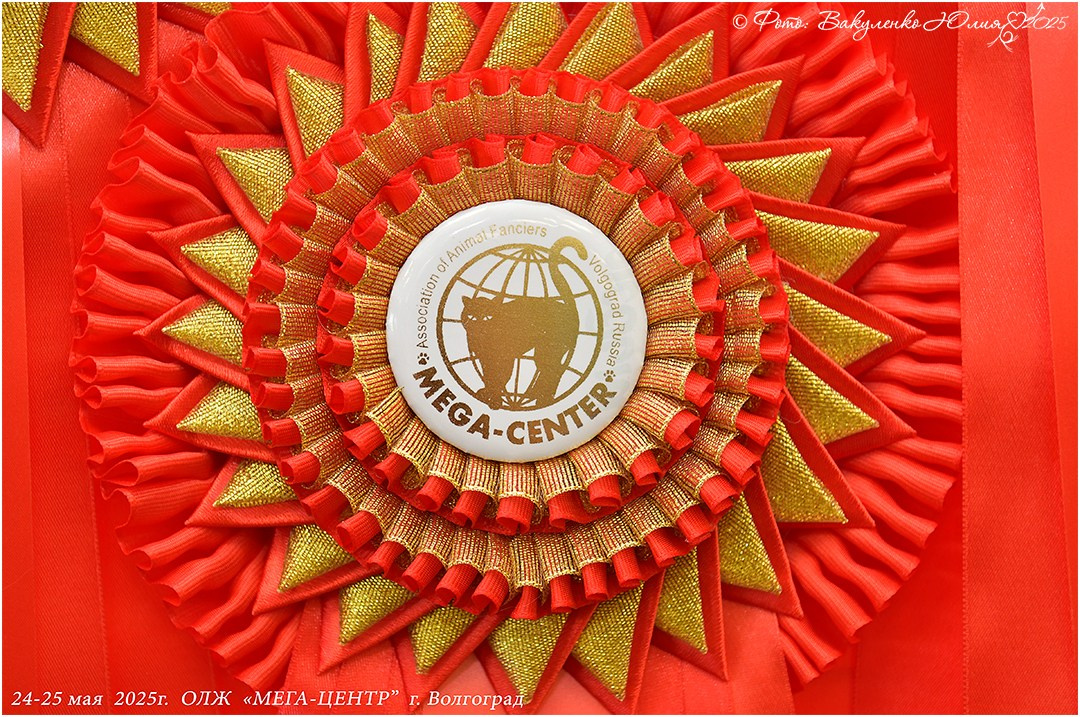 2025. Фотограф анималист | семейный Юлия Вакуленко, г. Краснодар