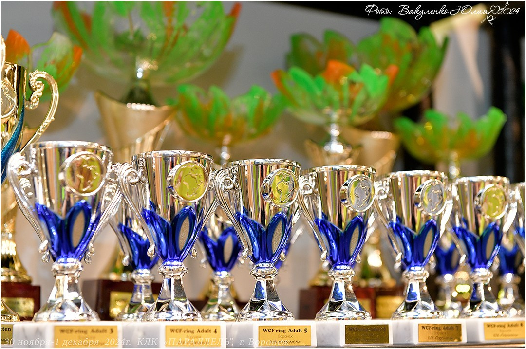 Международные выставки кошек 2024 г. Фотограф анималист | семейный Юлия Вакуленко, г. Краснодар