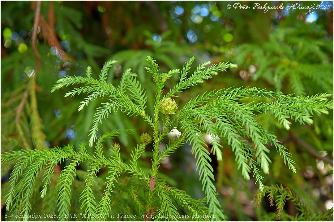 2025. Фотограф анималист | семейный Юлия Вакуленко, г. Краснодар