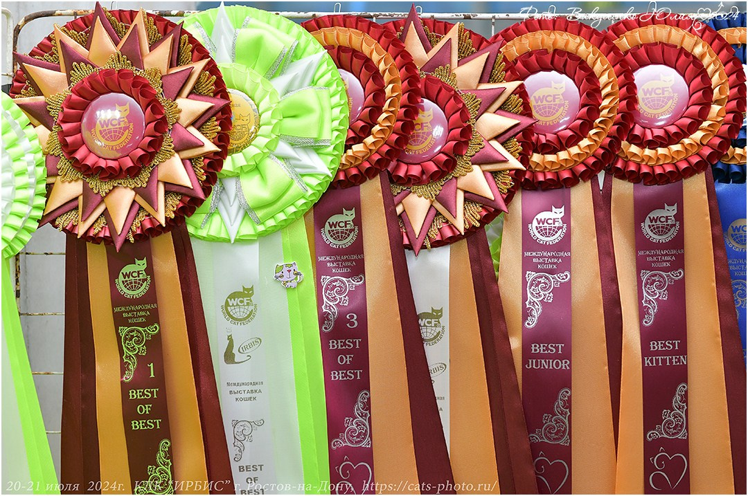 Международные выставки кошек 2024 г. Фотограф анималист | семейный Юлия Вакуленко, г. Краснодар