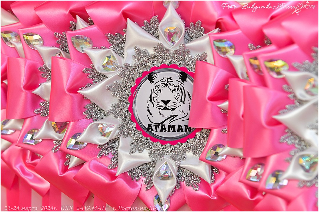 Международные выставки кошек 2024 г. Фотограф анималист | семейный Юлия Вакуленко, г. Краснодар