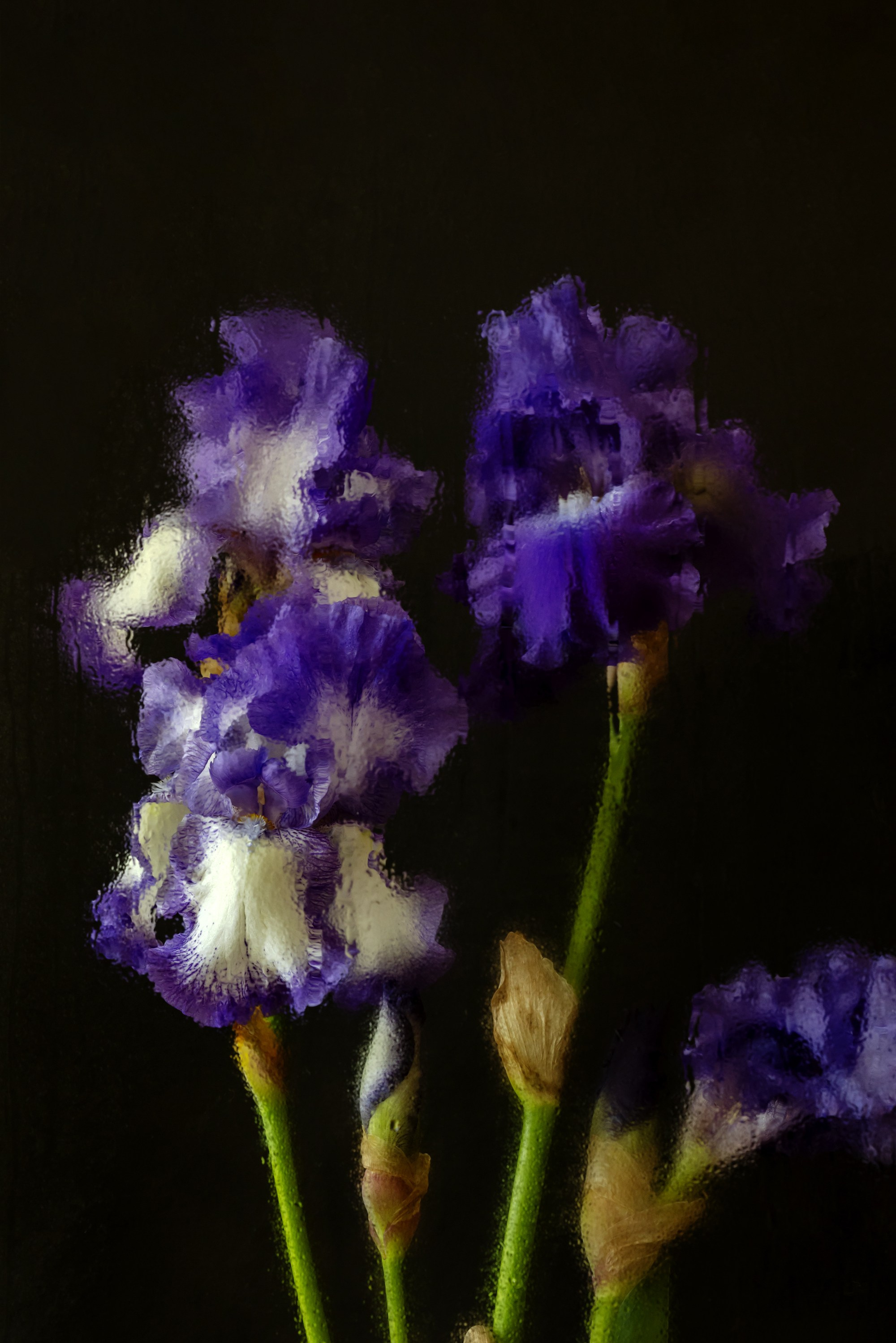 Botanical Still Lifes. Author’s fine art prints with international delivery