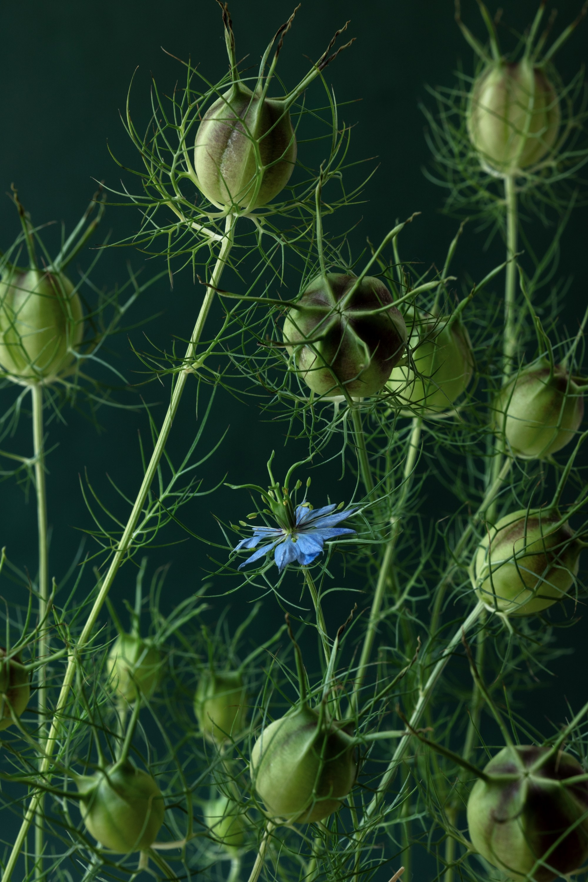 Floral Portraits. Author’s fine art prints with international delivery