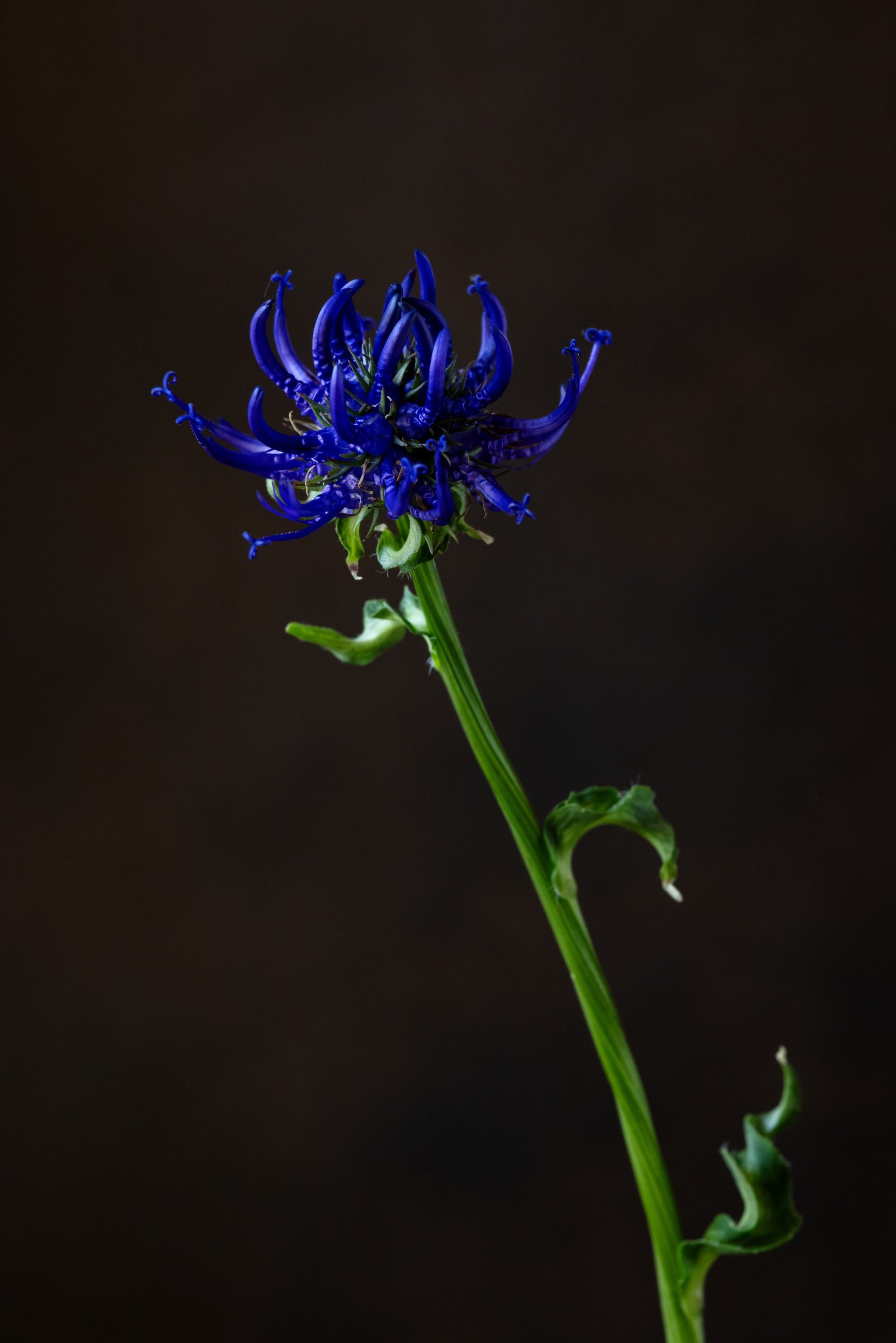 Floral Portraits. Author’s fine art prints with international delivery