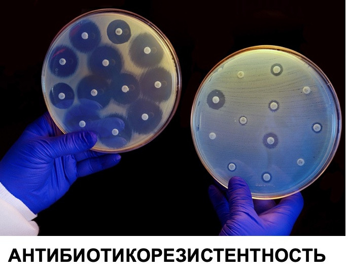 Клеточное мясо. Главная