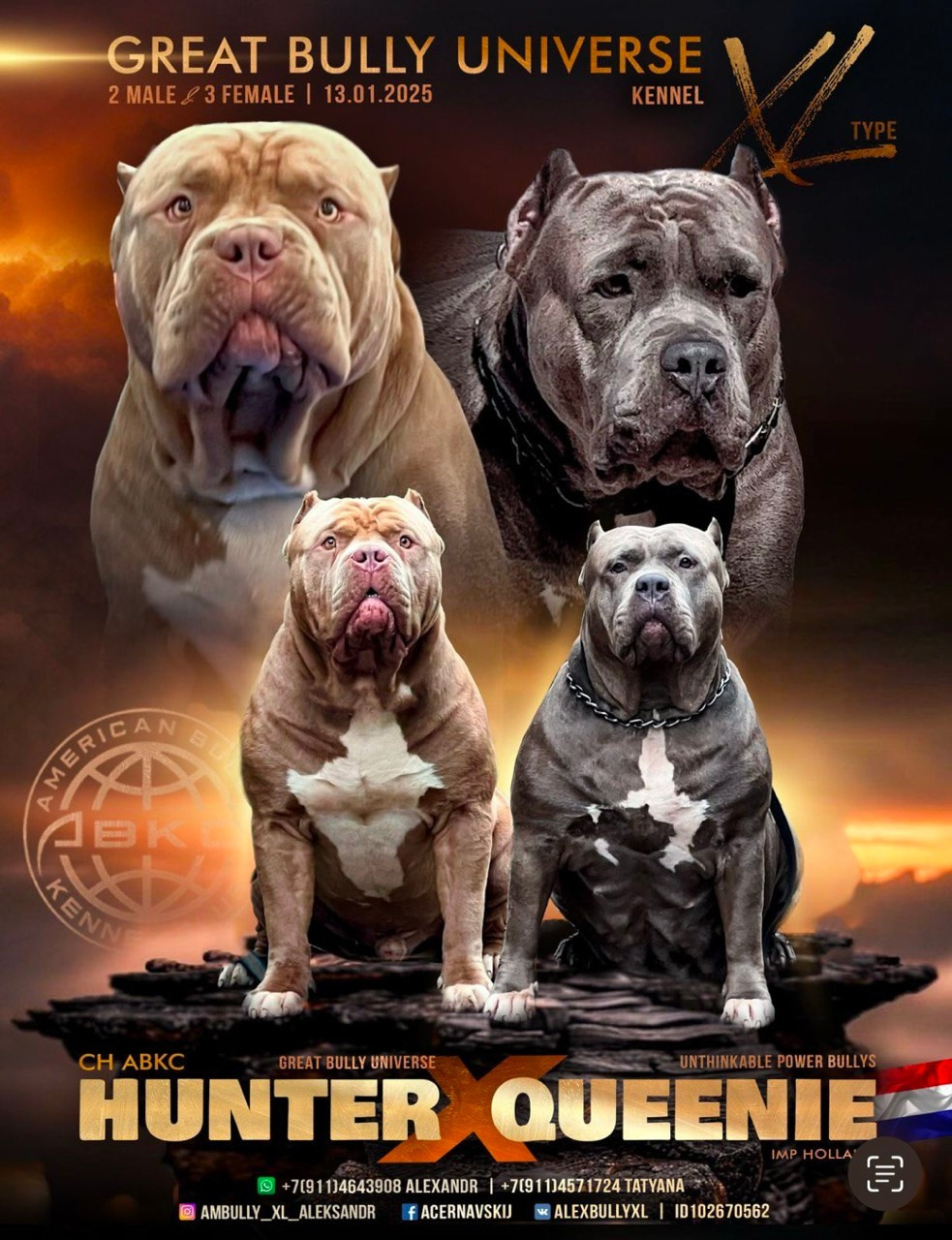 GBU ESKOBAR. Американские булли XL в г. Калининград. Питомник Great Bully UNIVERSE