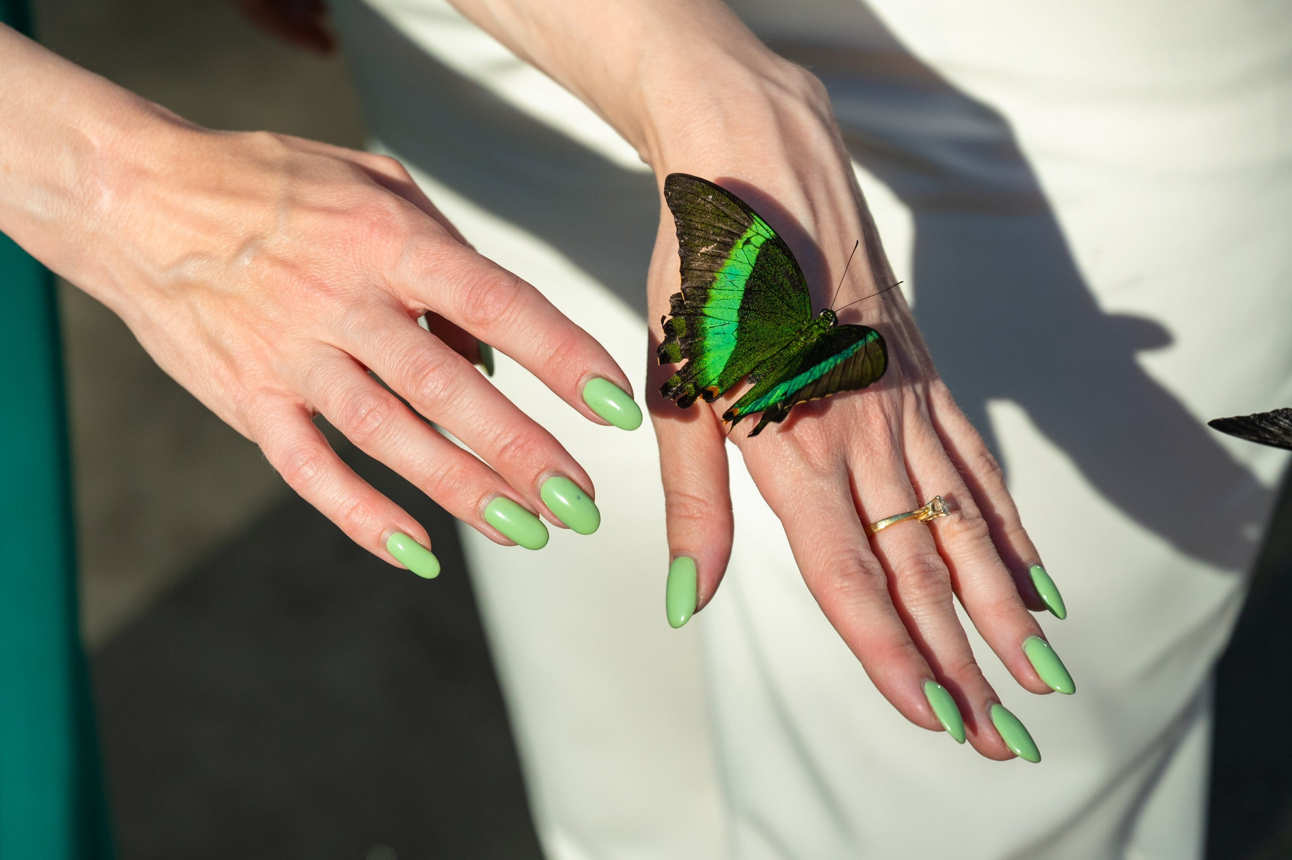 Бабочки на свадьбе, свадебный фотограф Павел Кор, бронь даты по ссылке на этой кнопке