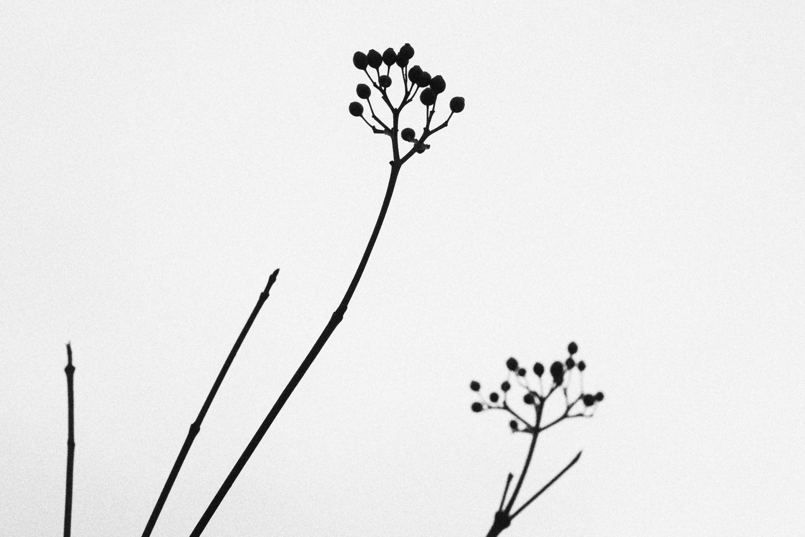 Композиция в фотографии