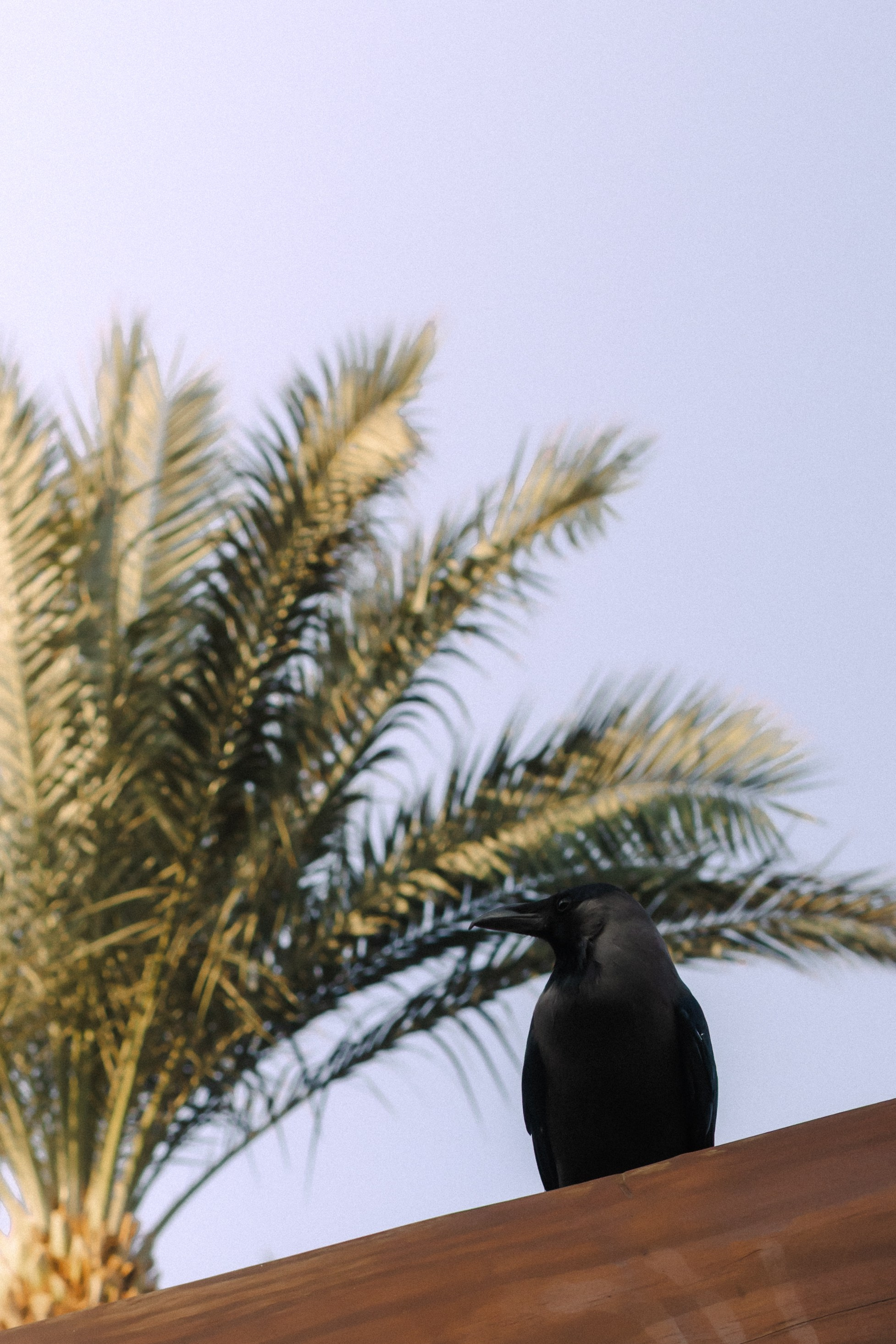 Фотограф Николай Шевченко