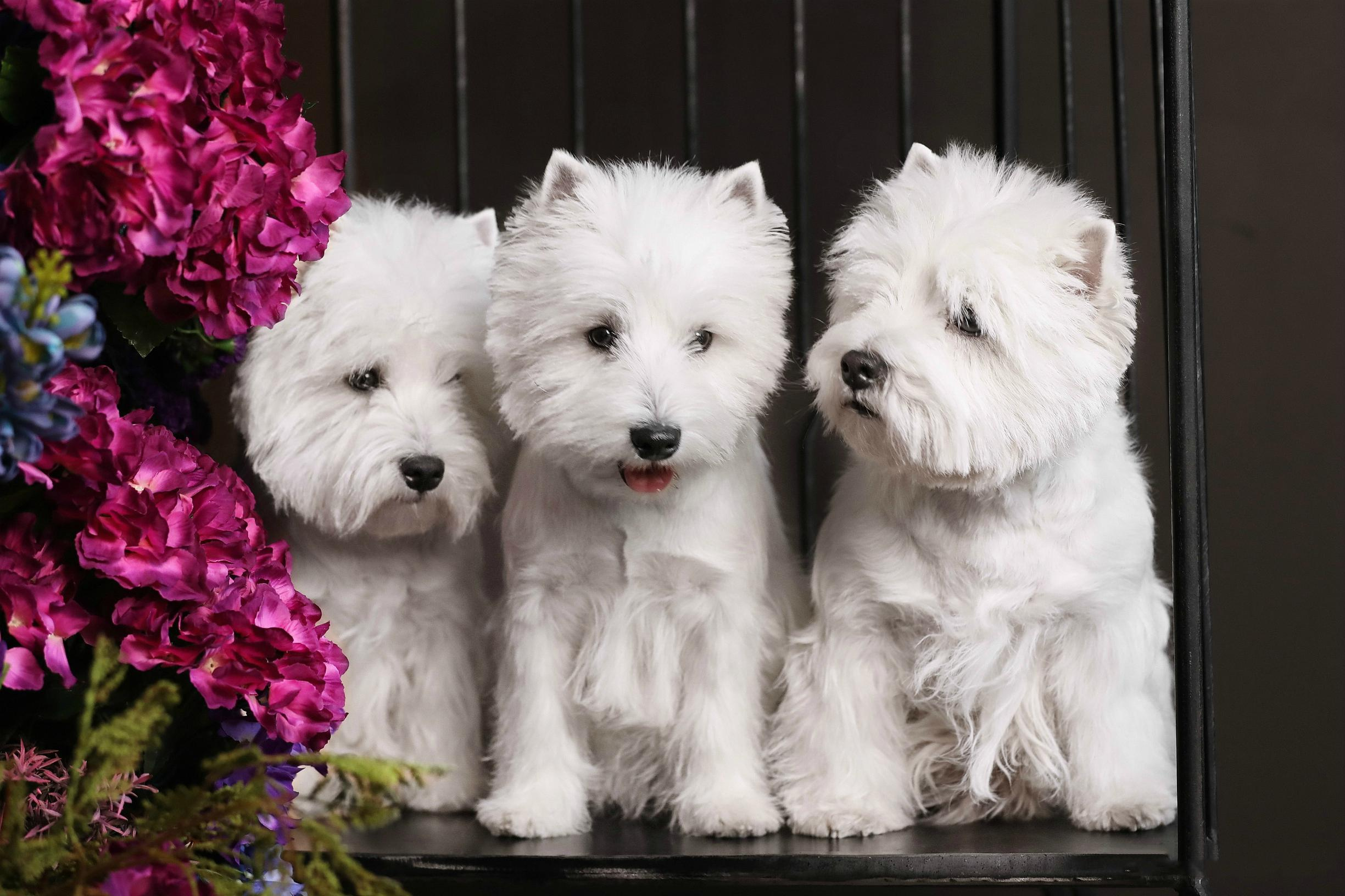 Питомник собак породы вест хайленд вайт терьер в Москве. Питомник собак породы вест хайленд вайт терьер в Москве