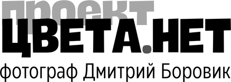 tsveta.net