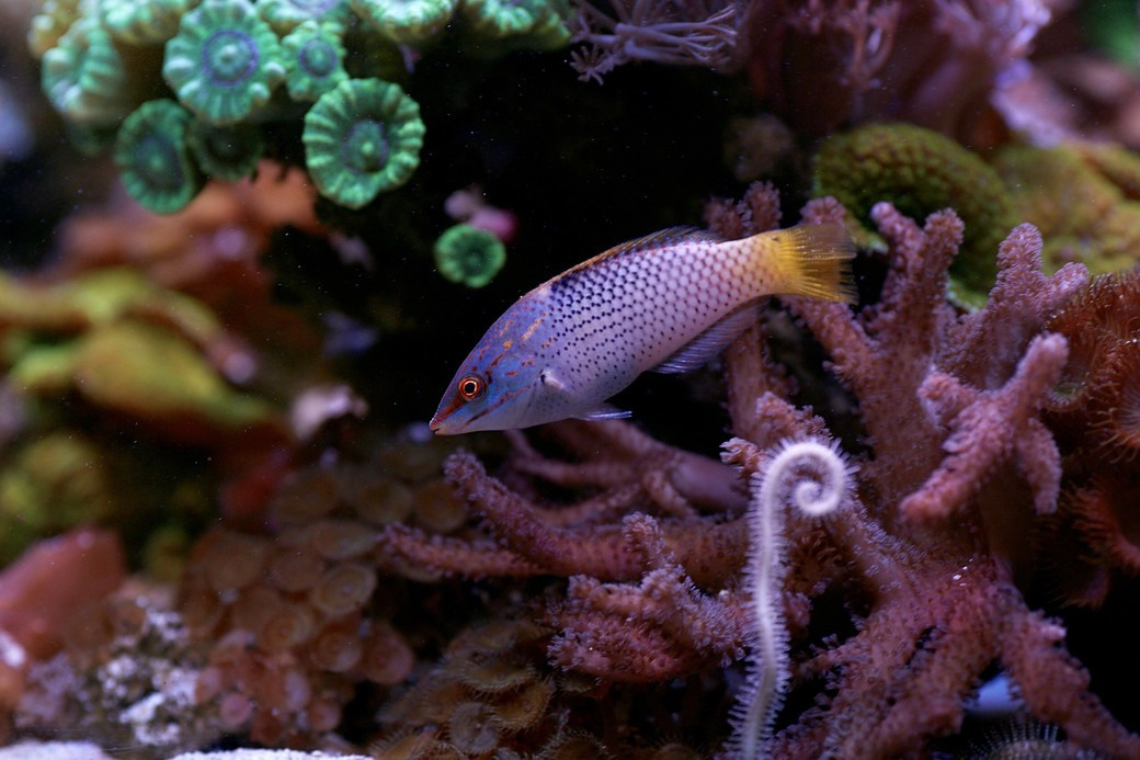 Услуги. СЕРГЕЙ ЛОБАНОВ. Профессиональная аквариумистика в Красноярске