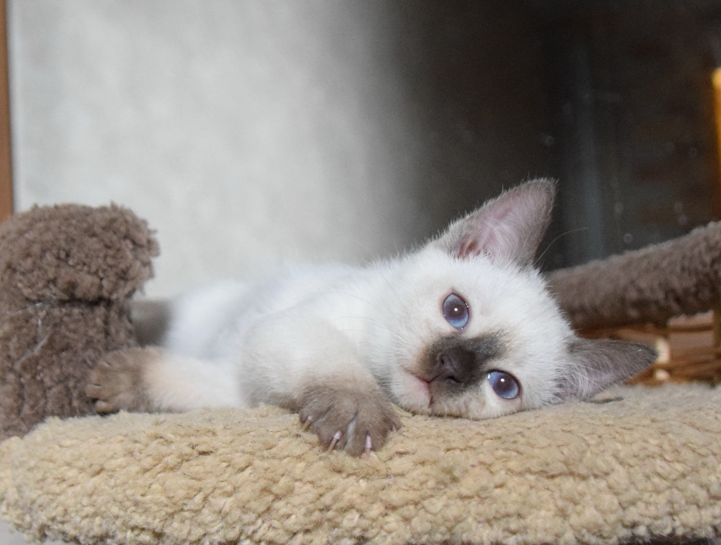 Котята. Питомник тайских кошек в Санкт-Петербурге Noyland