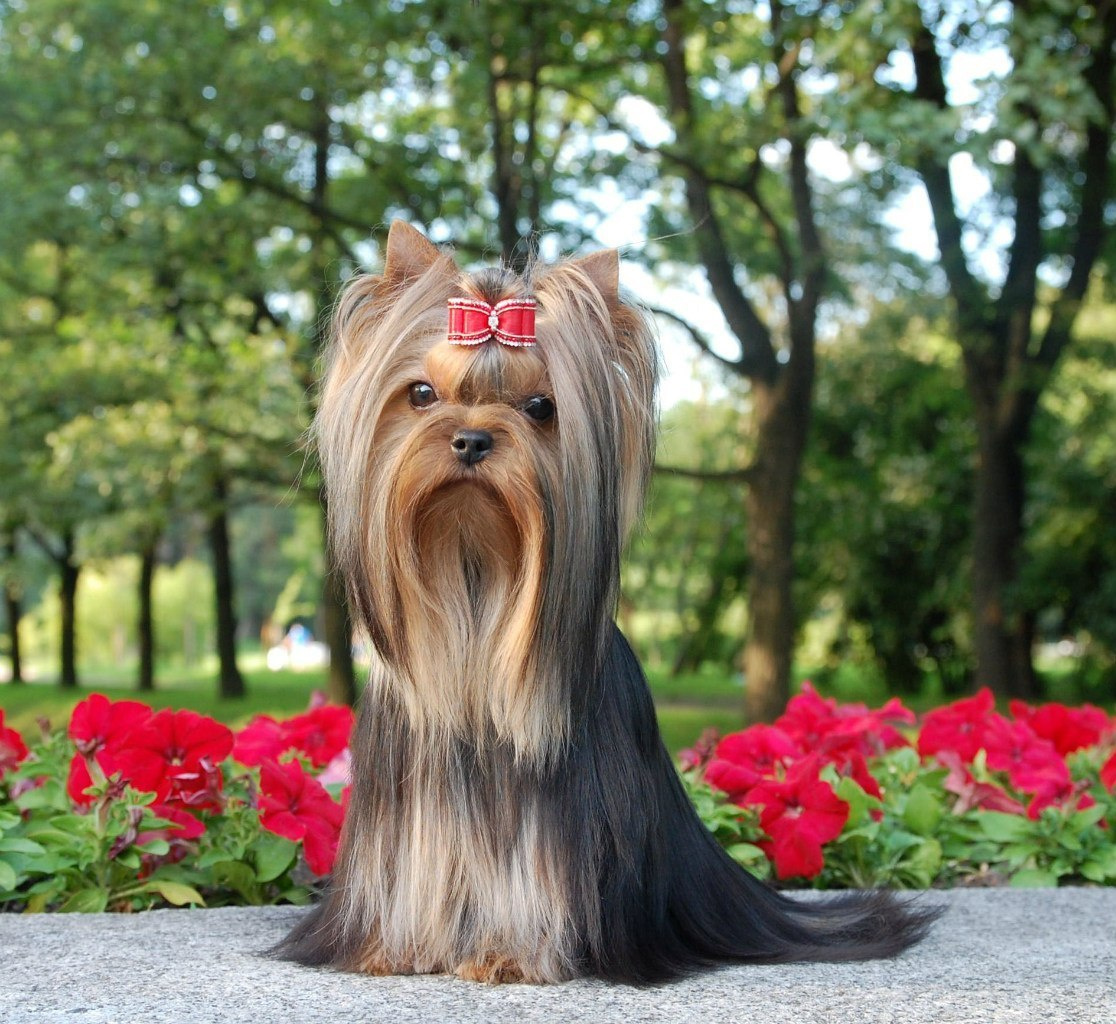 Xcalibr Stribrne Prani. Питомник Йоркширских терьеров Дэнстайл в Санкт-Петербурге заводчик Тих