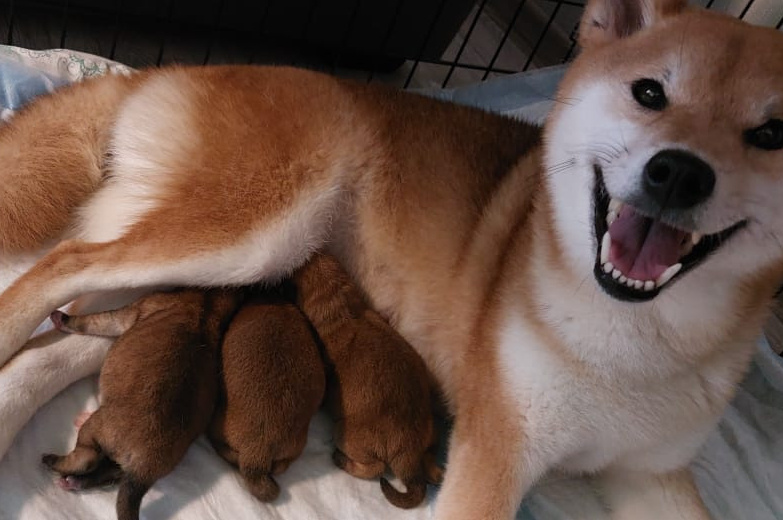 Питомник сиба Санкт-Петербург щенки сиба питомник Рубилайт Rubylight купить щенка