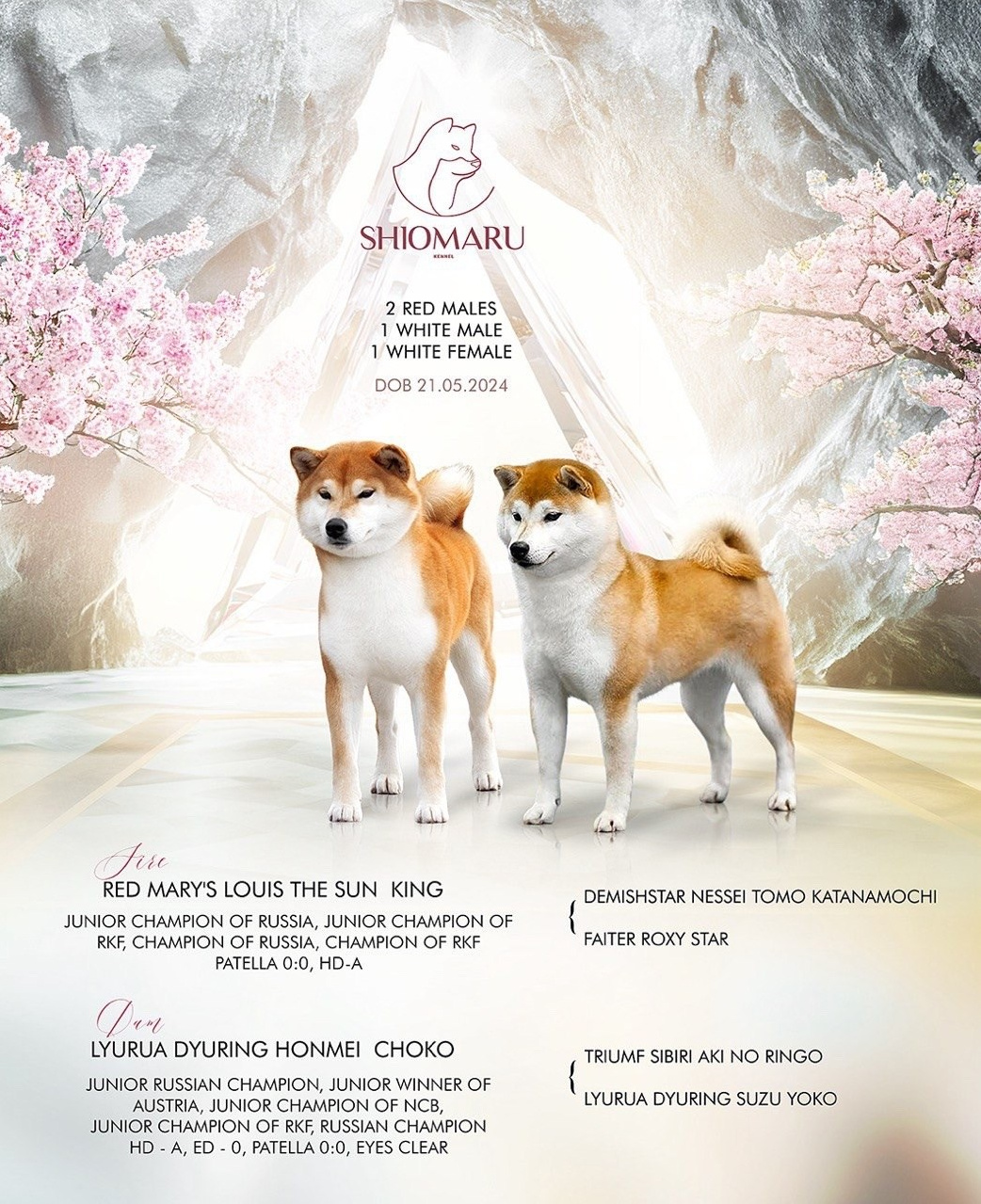 LITTERS. SHIOMARU Shiba and Akita Inu Kennel