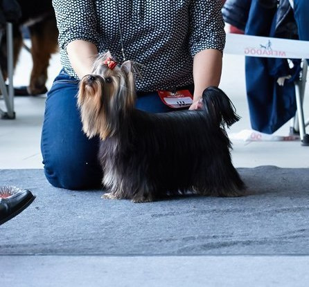МАЙ СИЛЬВЕР ФРЕНД СЭЛФИ. Питомник Йоркширских терьеров Дэнстайл в Санкт-Петербурге заводчик Тих