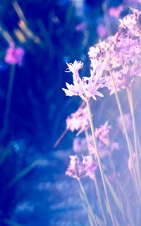 SUMMER. OLGA NEFF. Artist. Visual, Music, Poesy