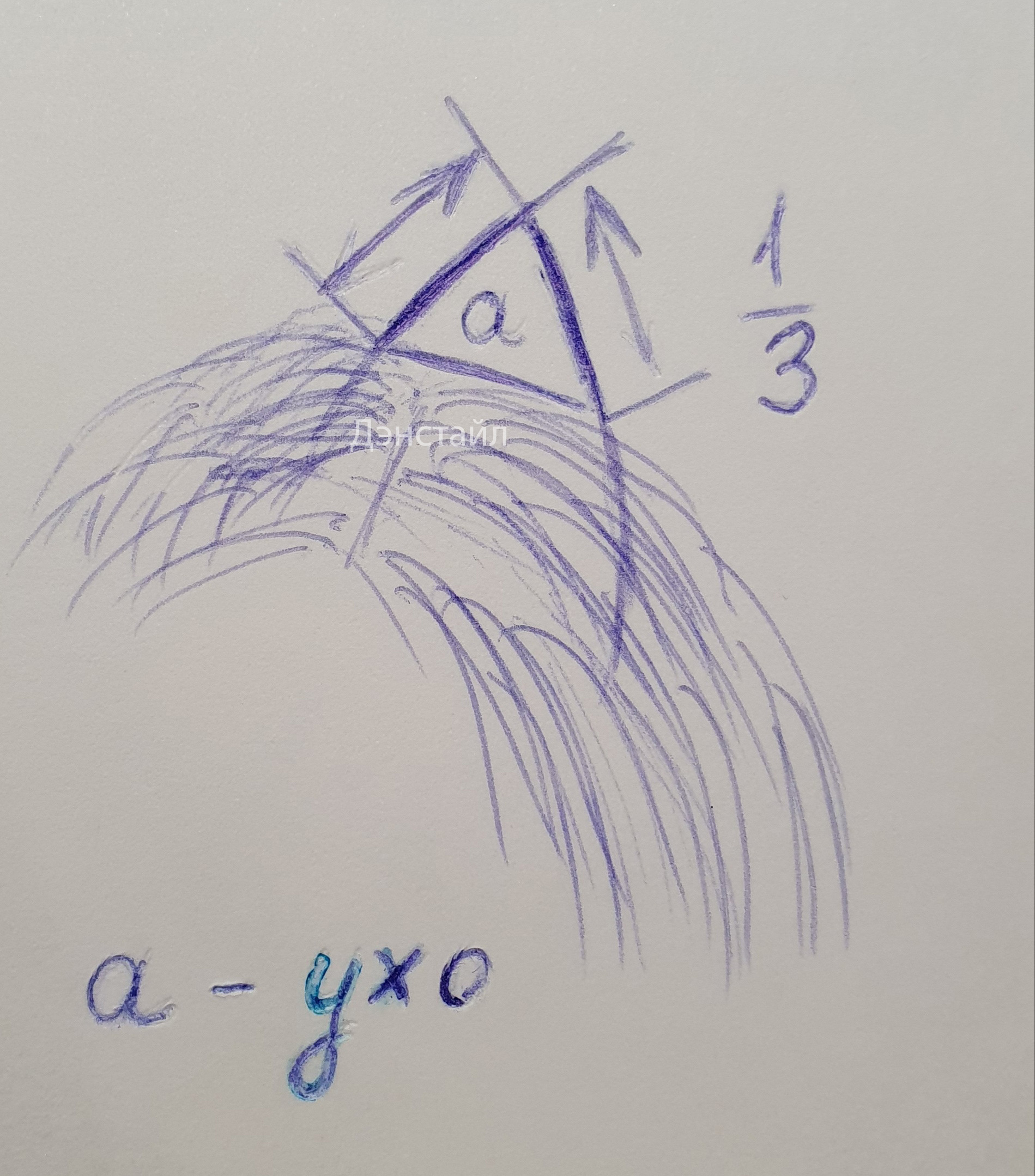 Как приклеить уши щенку Йоркширского Терьера. Питомник Йоркширских терьеров Дэнстайл в Санкт-Петербурге заводчик Тих