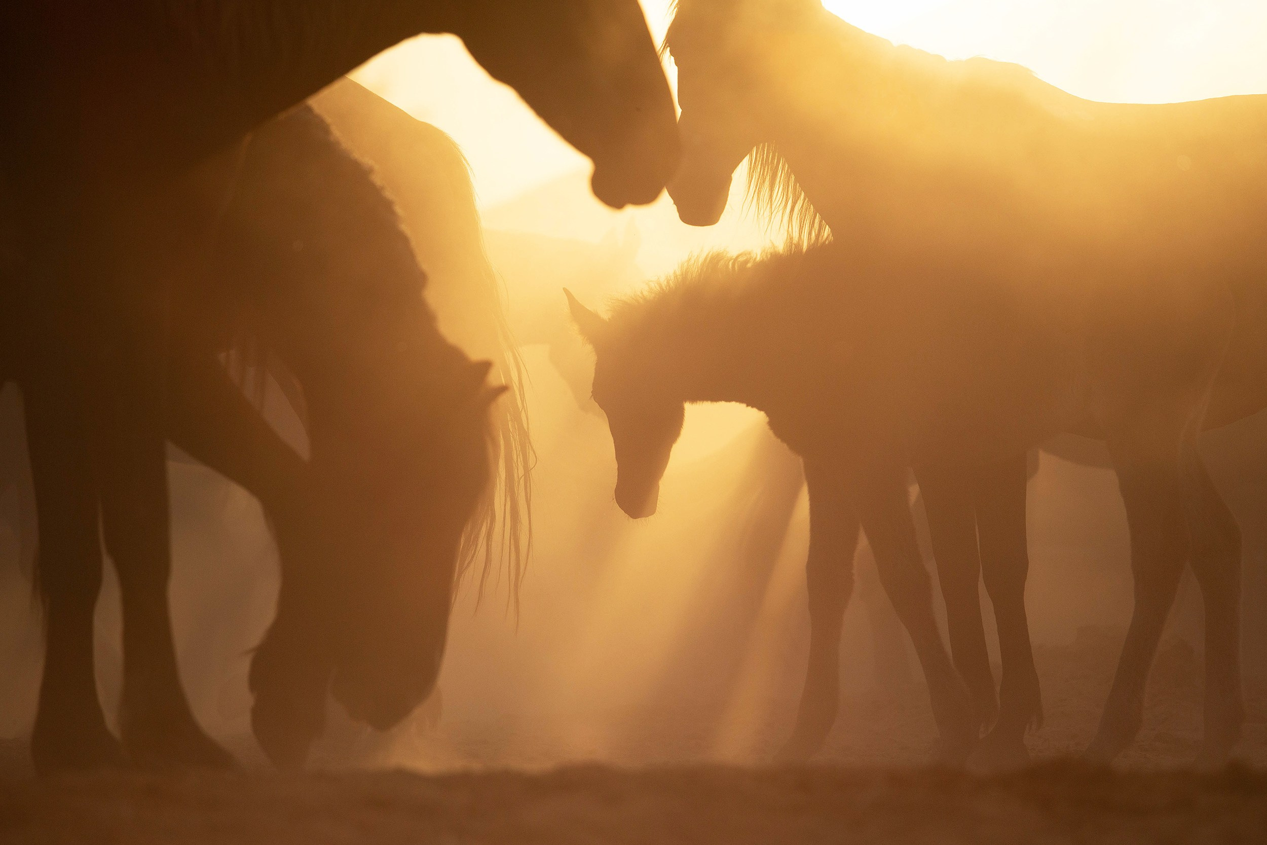 Фотограф-анималист Юлия Удовенко
