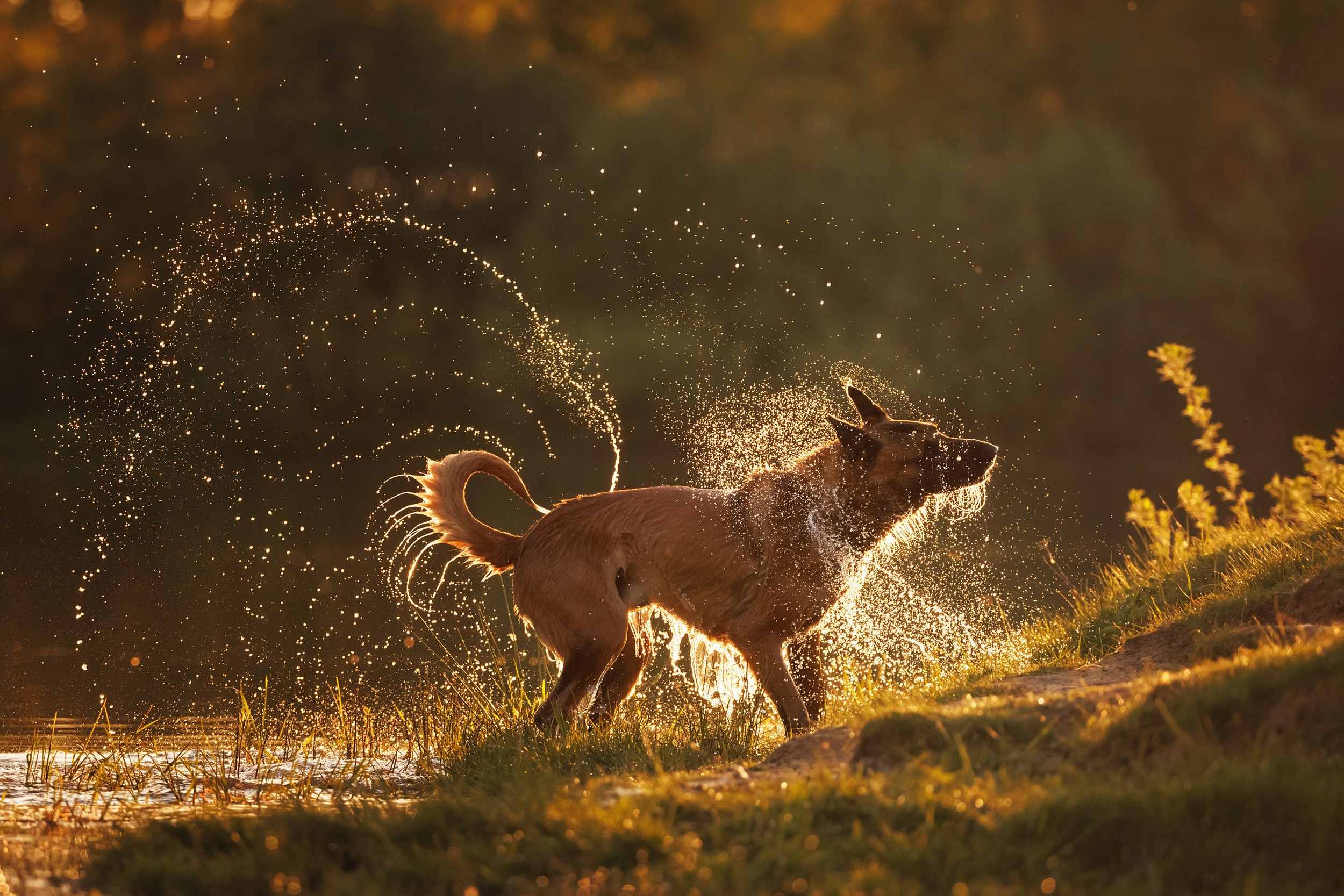 Онлайн-курс по съемке собак. Фотограф Анастасия Ветковская, Москва
