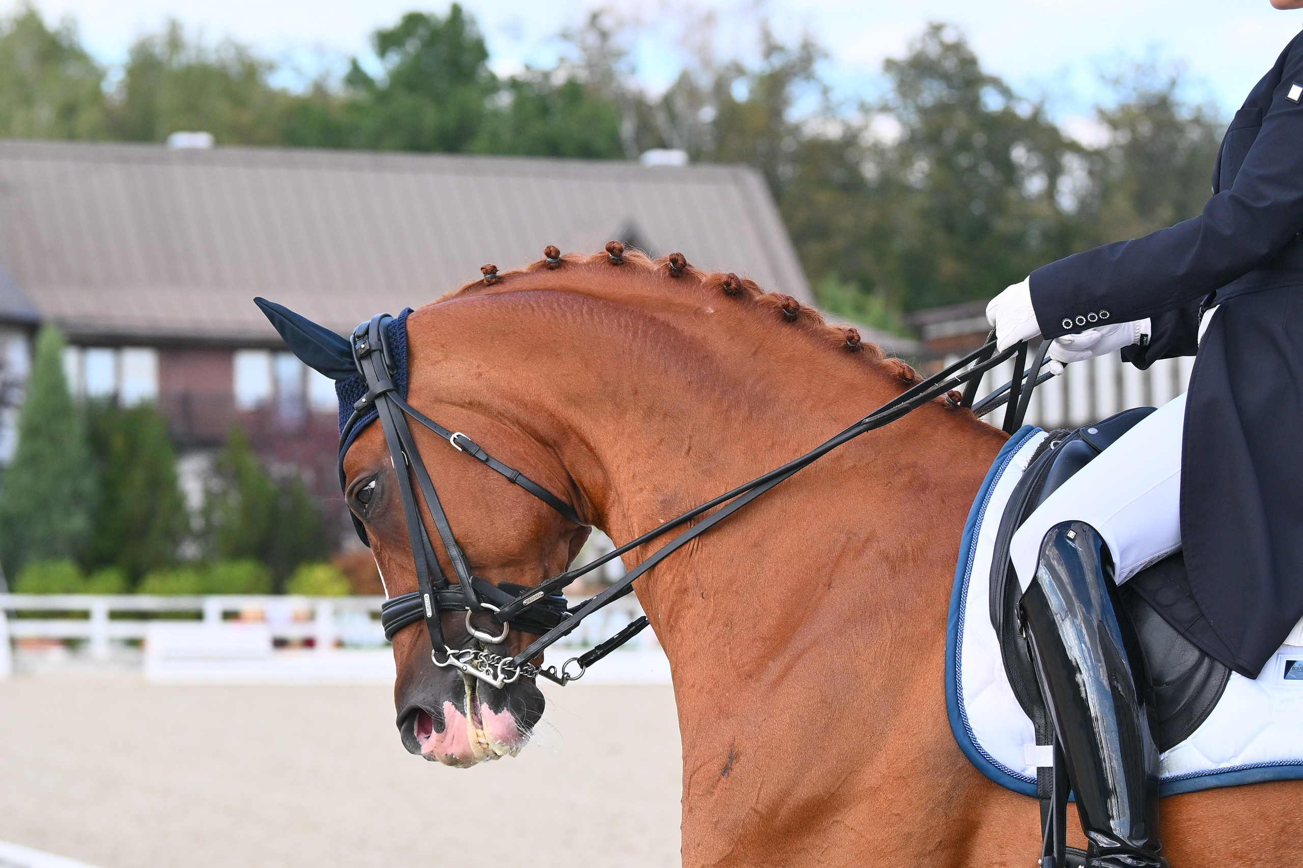 2025.08.29-31 + 09.05 — ВЫЕЗДКА В КСК ОТРАДА (ВСЕРОССИЙСКИЕ И МУНИЦ). ТУРНИРНАЯ КОННАЯ ФОТОГРАФИЯ, Руднева Ольга и Евгений Адеев