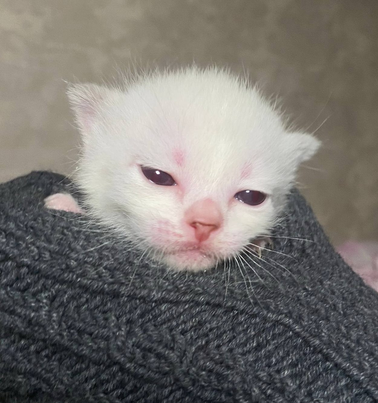 Котята. Питомник тайских кошек в Санкт-Петербурге Noyland