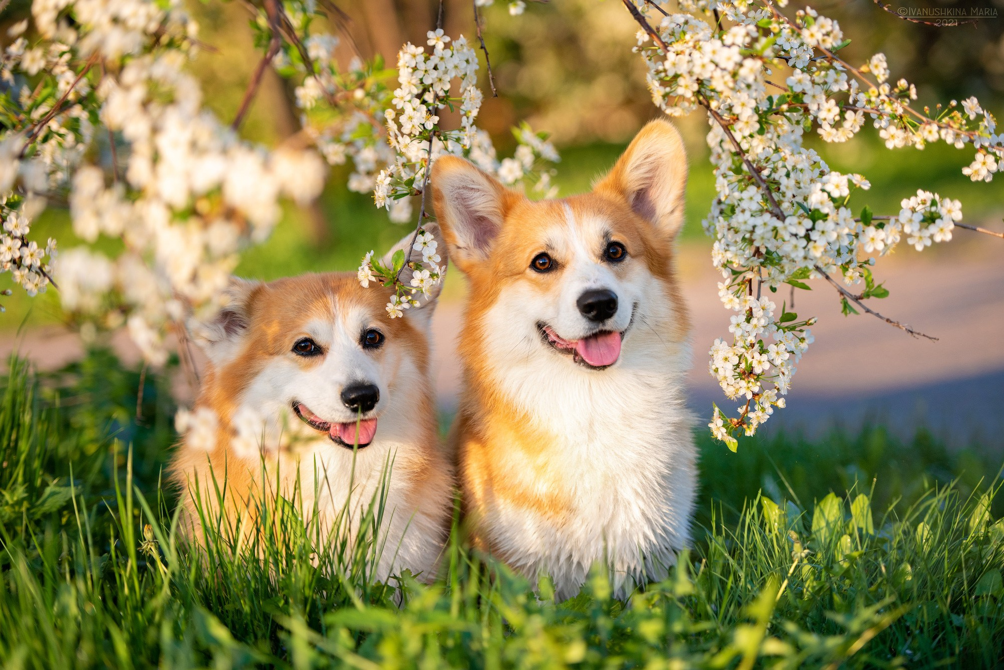 Как выбрать место и время для фотосессии собаки. Фотограф собак в Москве и Московской области Иванушкина Мария