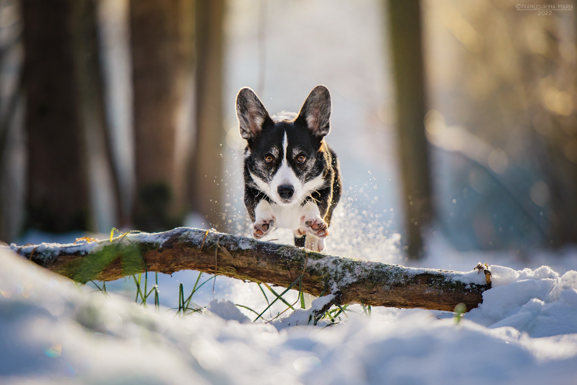 Как выбрать место и время для фотосессии собаки. Фотограф собак в Москве и Московской области Иванушкина Мария