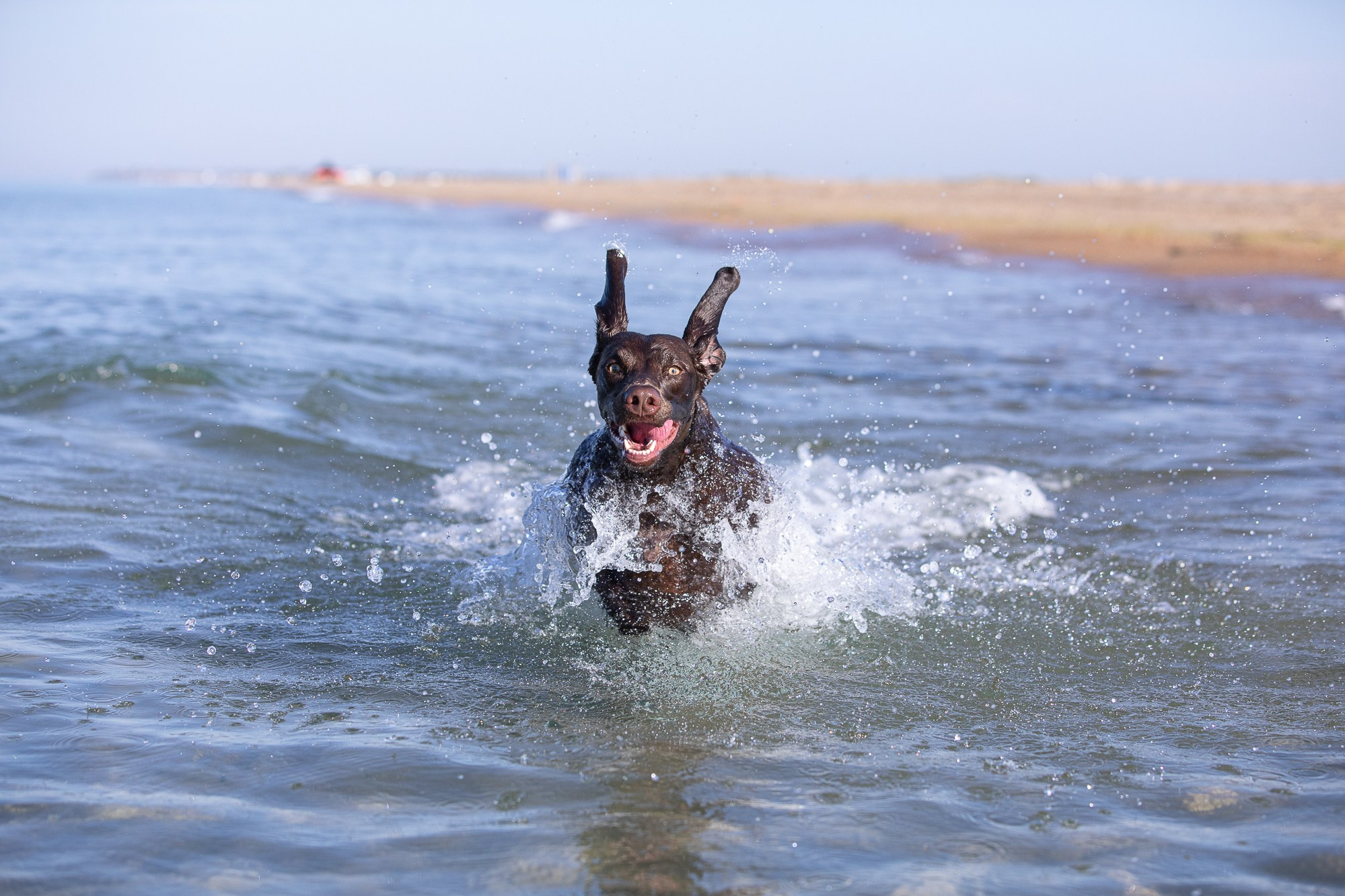 Yana Karamysheva Animal Photo