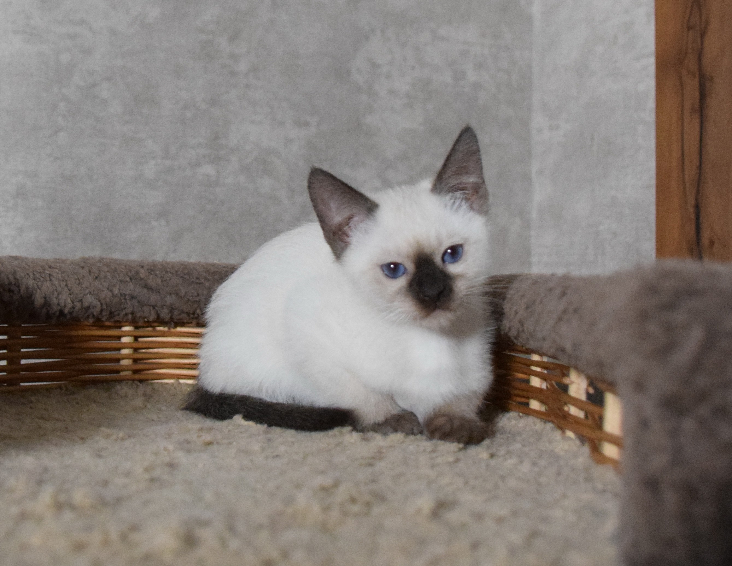 Котята. Питомник тайских кошек в Санкт-Петербурге Noyland