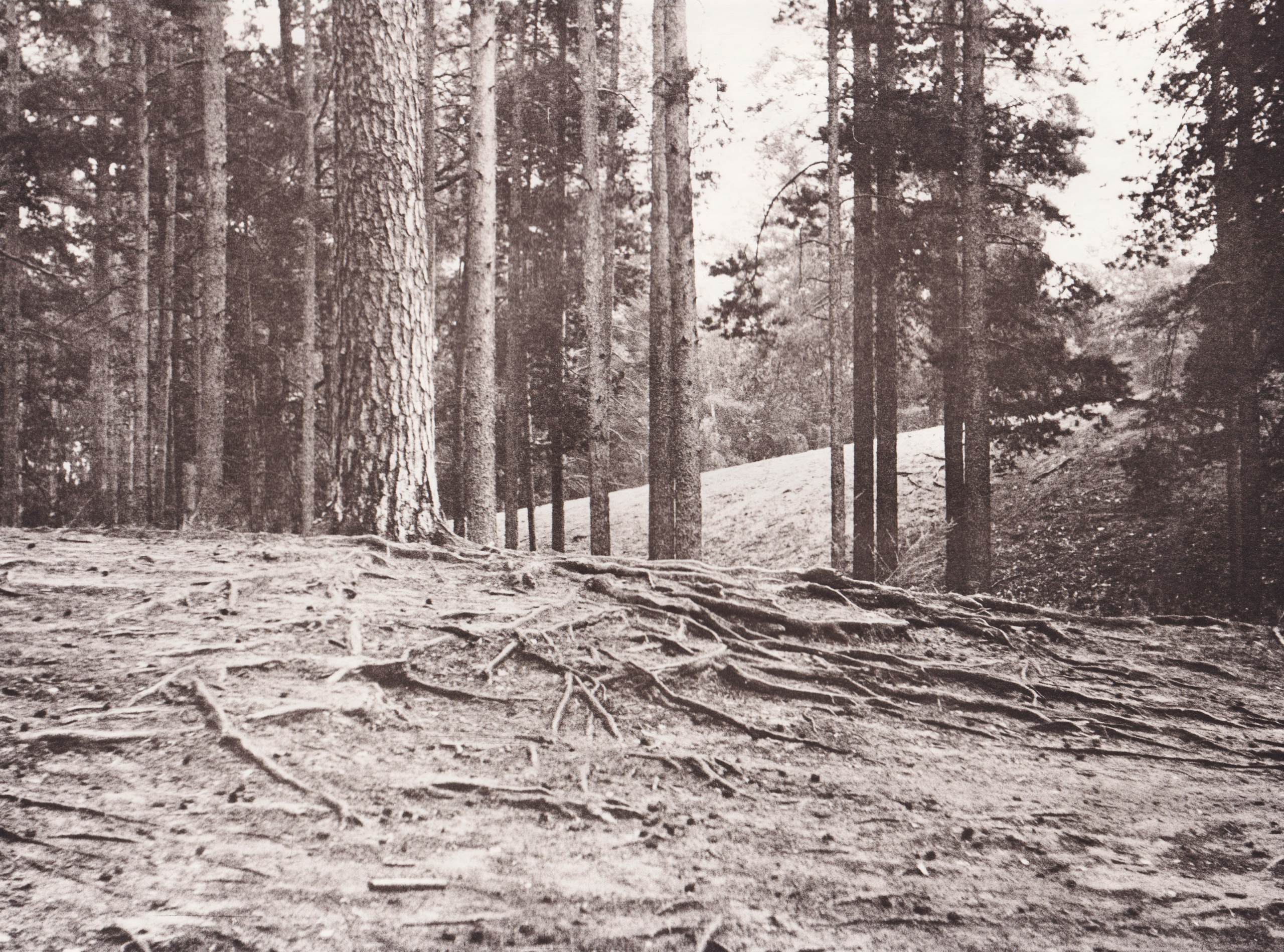 Ручные методы печати. Аналоговые отпечатки. Лит-печать. Татьяна Мищенко — фотохудожник. Междисциплинарный художник, основные медиумы: фотография, графика, коллаж. Портретный фотограф город Дубна