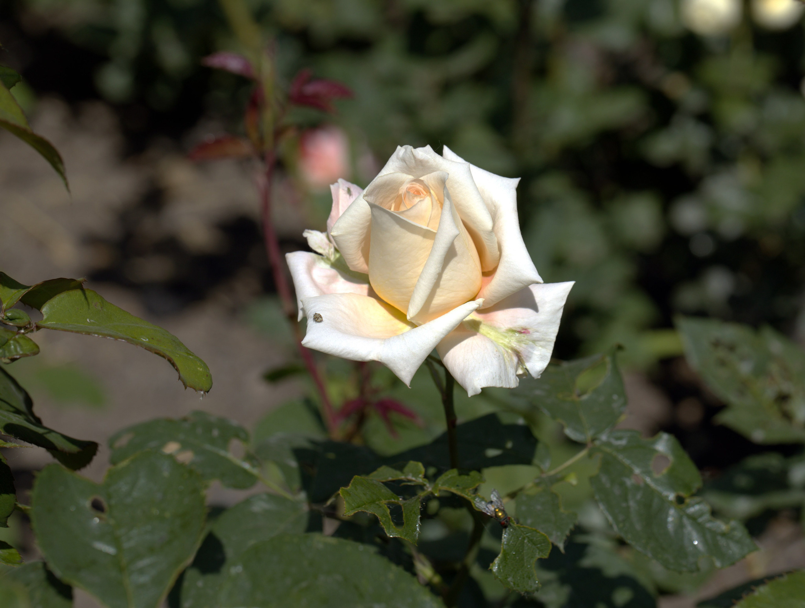 КЛИЕНТЫ Скачать проекты. Фото-художник и Репортажный фотограф Николаев Александр Алексеевич